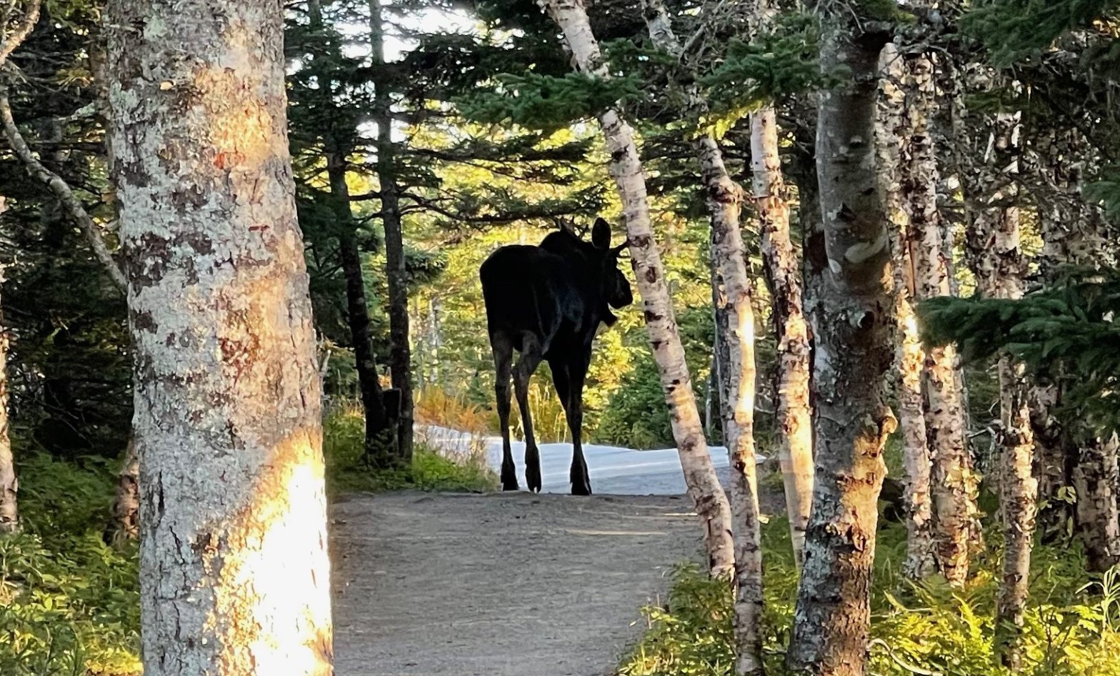 Montréal, Cap Breton, Halifax, Baie Sainte-Marie et Grand&nbsp;Pré